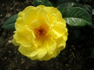 GOLDEN WEDDING (floribunda)